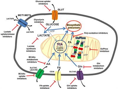 Metabolic Plasticity in <mark class="highlighted">Chemotherapy Resistance</mark>